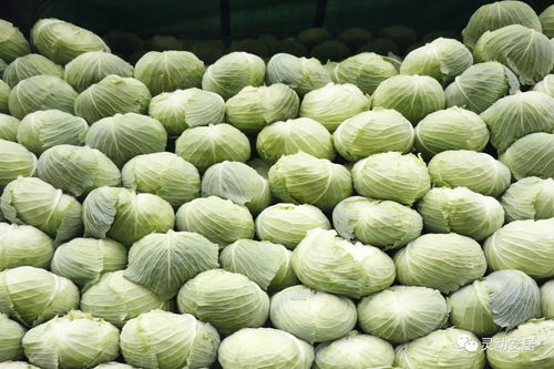 产量充足供应稳 安居区农副产品丰盈无忧