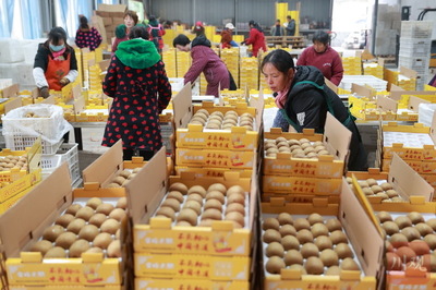 电商助力雅安名山猕猴桃销售，农副产品迎来新机遇